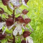 Orchis purpureaŽiedas