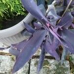 Tradescantia pallidaLevél