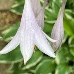 Hosta plantagineaBloem