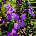 Orychophragmus violaceus Flor