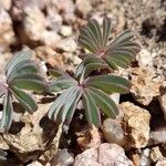 Oxalis adenophylla Deilen