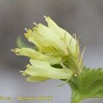 Paederota lutea Blomma