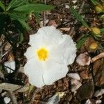Cistus libanotis Kvet