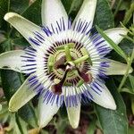 Passiflora caeruleaFlor