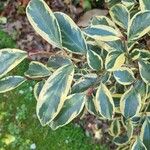 Cleyera japonica Hoja