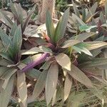 Tradescantia spathacea叶