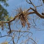 Tillandsia recurvata برگ