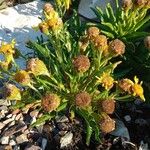 Jacobaea pseudoarnica Λουλούδι