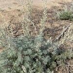 Artemisia frigida Blatt