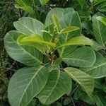 Alectryon coriaceus 葉