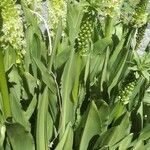 Eucomis pallidiflora Flower