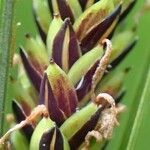 Carex nigra Frucht