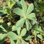 Lupinus micranthus Leaf