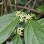 Casearia commersoniana Flower