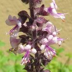 Ocimum basilicum Λουλούδι