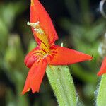 Mimulus cardinalis Flor