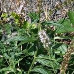 Mentha spicata Hábito