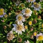 Aster ageratoides Blüte