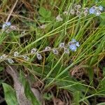 Myosotis ramosissima Plante entière