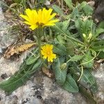 Leontodon tuberosus Hábito