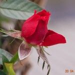 Rosa lucieae Blüte