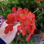 Pelargonium inquinansKwiat