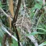 Cordyline mauritiana Frukt