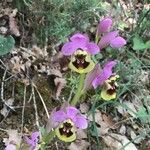 Ophrys tenthredinifera Цвят