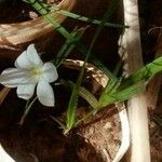 Eleutherine bulbosa Leaf