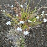 Cynoglossum borbonicum Hostoa