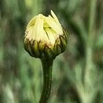 Leucanthemum vulgare Квітка