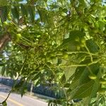 Pistacia chinensis Φρούτο