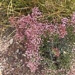 Limonium insigne Flor