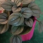 Peperomia albovittata Ліст