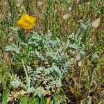 Glaucium flavumFlower