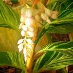 Alpinia zerumbet Flower