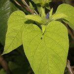 Jacquemontia tamnifolia Blatt