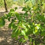 Ulmus carpinifolia Feuille