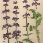 Nepeta nepetella 形態