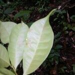 Pouteria cladantha Hoja