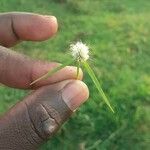 Cyperus brevifoliusফুল