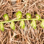 Asplenium viride Fruit