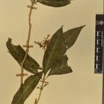 Rauvolfia serpentina その他の提案