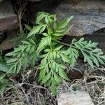 Bidens subalternans Leaf