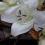 Penstemon digitalis Flor