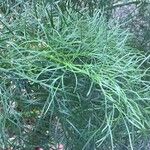 Ferula communis Yaprak