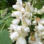 Acacia acanthaster Flor