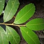 Helicostylis tomentosa Leaf