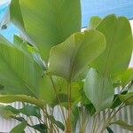Calathea lutea List