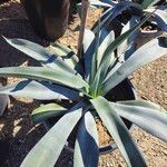 Agave weberi Yaprak
